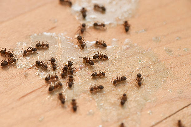 Best Pest Control Near Me  in Weatogue, CT
